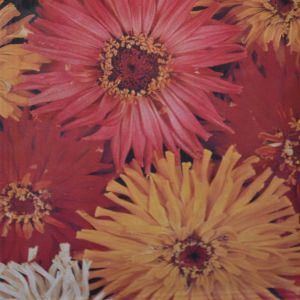 Zinnia Chrysanthème