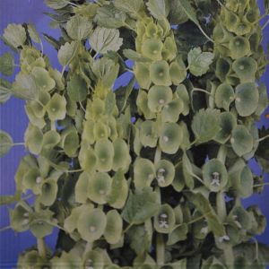 Bells of Ireland seed bag