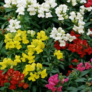 Snapdragon Tom Thumb