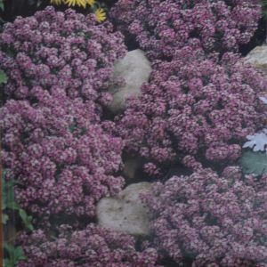 Alyssum Royal Carpet seed bag