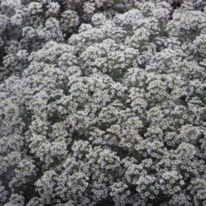 Alyssum Snow Cloth
