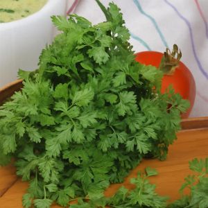 Chervil fine curled