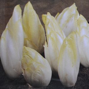 Endive-chicon Zoom F1
