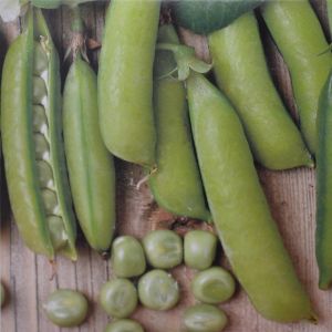 Peas American Wonder seed box