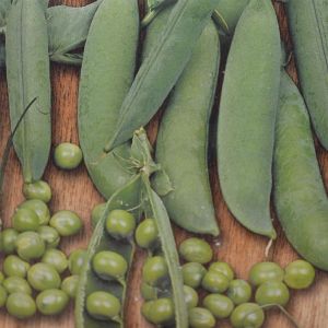 Peas Kelvedon Wonder seed box
