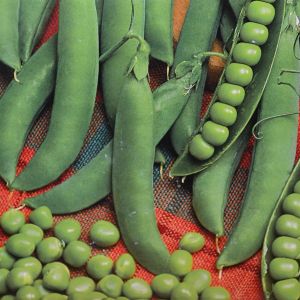 Peas Mechlin seed box