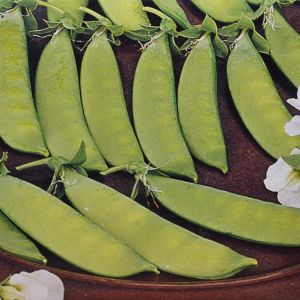 Pois mangetout de Grâce