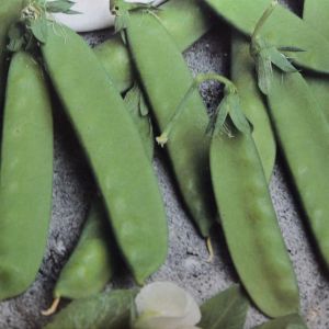 Pois mangetout Record