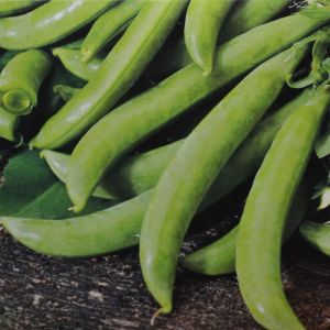 Pois Mangetout Delikett