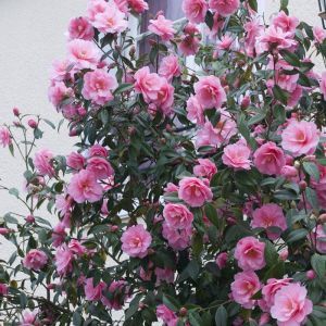 Camellia japonica rose
