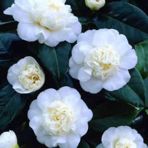 Camellia Japonica blanc