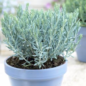 Andromeda polifolia Blue Lagoon