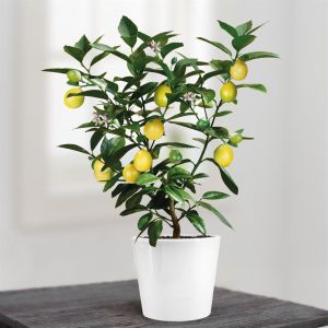 Arbre de Citrus