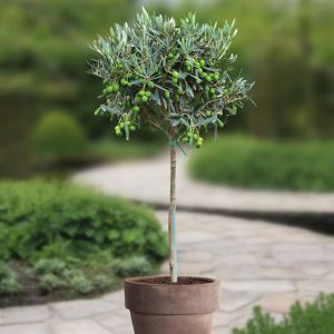 Olea Europaea/Olivier Méditerranéen