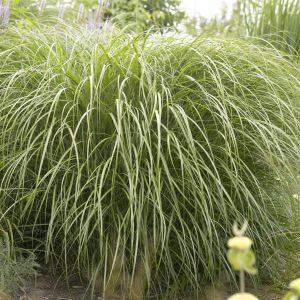 Miscanthus Sinensis Yaku Jima Dwarf