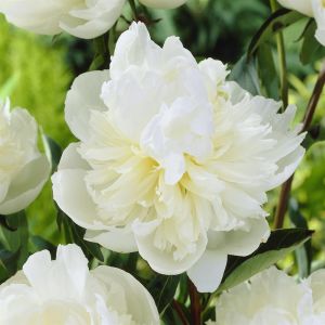 Pivoine Duchesse De Nemours