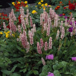 Persicaria Affinis Donald Lowdnes