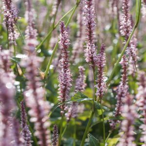 Persicaria Amplex Rosea