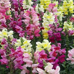 Muflier Antirrhinum