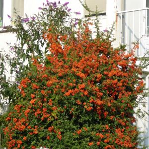 Pyracantha Firelight 9 cm