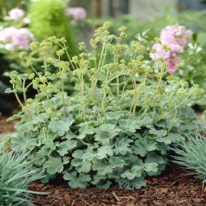 Alchemilla Erytropoda