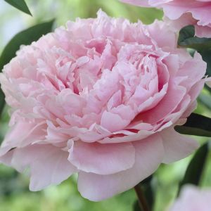Pivoine Lactiflora Sarah Bernhardt