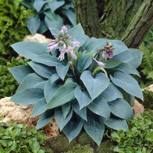Hosta Tardiana Halcyon 9cm