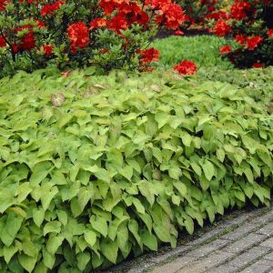 Epimedium x Rubrum