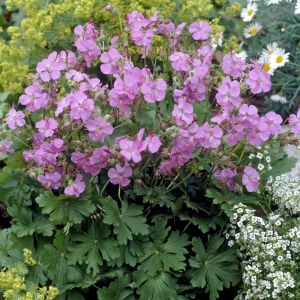 Géranium cantabrigiense Karmina