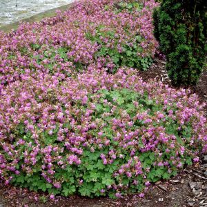 Géranium cantabrigiense Cambridge