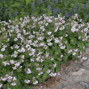 Géranium cantabrigiense Biokovo