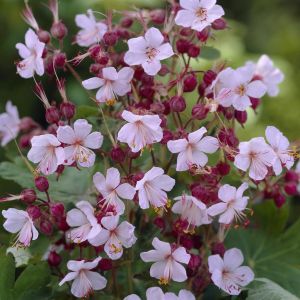 Géranium Macrorrhizum Ingwersen