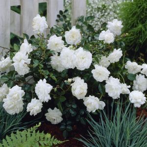 Rose Fairy blanche