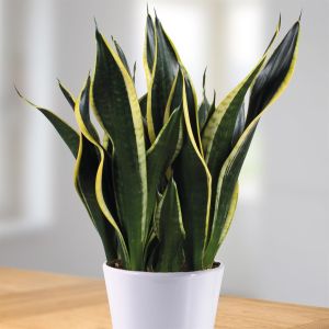 Sansevieria Black Gold