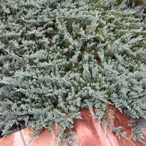Juniperus Blue Chip 9 cm pot