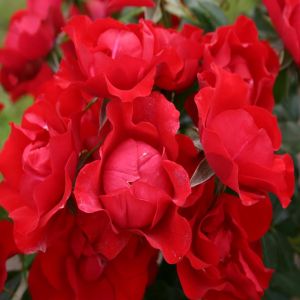 Kordes Rosier couvre-sol Black Forest