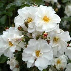 Kordes Rosier couvre-sol Diamant Rose
