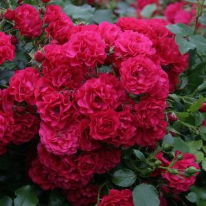 Kordes Rosier Couvre