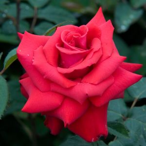 Kordes Rose thé Hybride Grande Amore