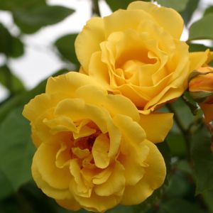 Kordes Rose grimpante Golden Gate