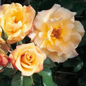 Kordes Rose grimpante Moonlight