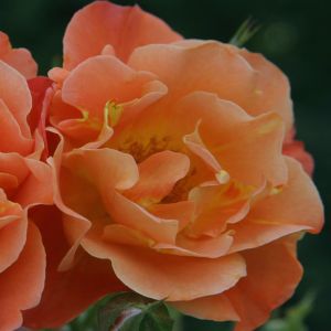 Kordes Rose Grimpante Westerland