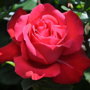 Dame du Coeur Rosier thé