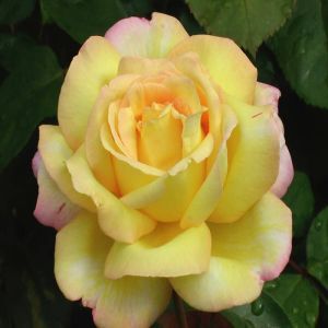 Peace (Gloria Del) Hybride Tea Rose 14 c