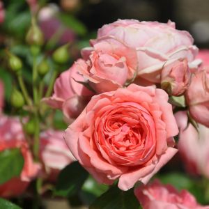 Rosier Floribunda Kimono