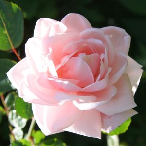 Rosier grimpant New Dawn