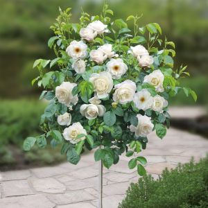 Standard Rose Loredo