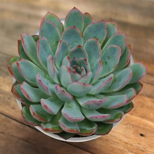 Echeveria apus