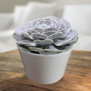 Echeveria Pollux 13 cm