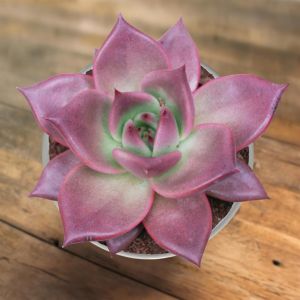 Echeveria Taurus